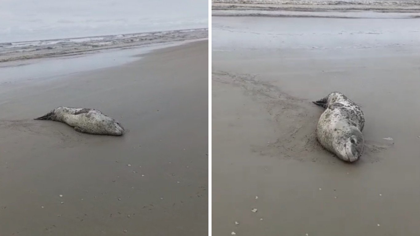 Foca-leopardo rara da Antártica é registrada em praia de SC; VÍDEO