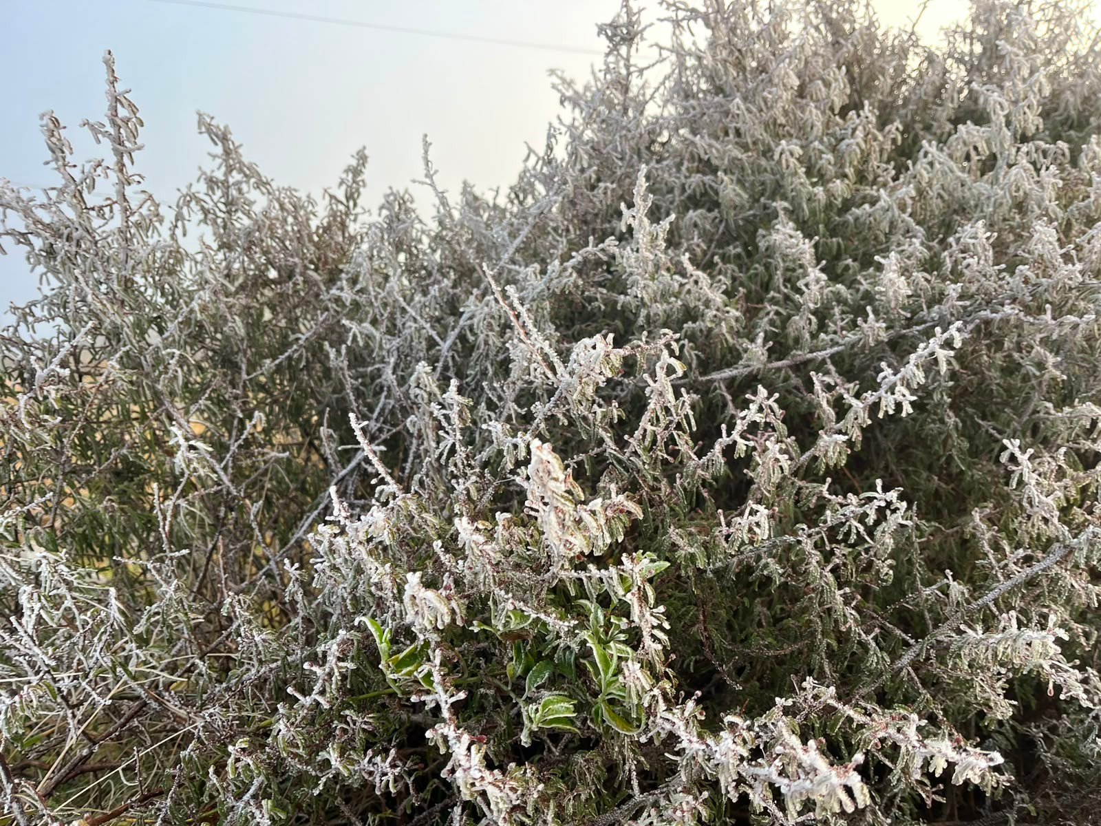 'Nevoeiro congelado' muda cenário da Capital Nacional do Frio em amanhecer com temperaturas negativas em SC