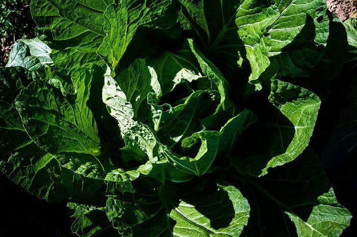 Capital abre cadastro para agricultores interessados em programas de incentivo à produção rural