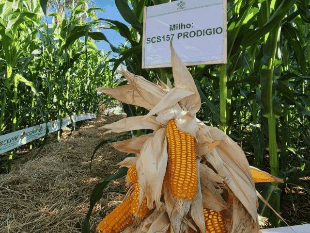Pesquisa avalia potencial de cultivares de milho da Epagri para produção de silagem