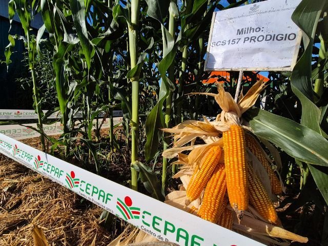 Epagri avalia variedades de milho para silagem e busca melhorar a produção de leite em SC