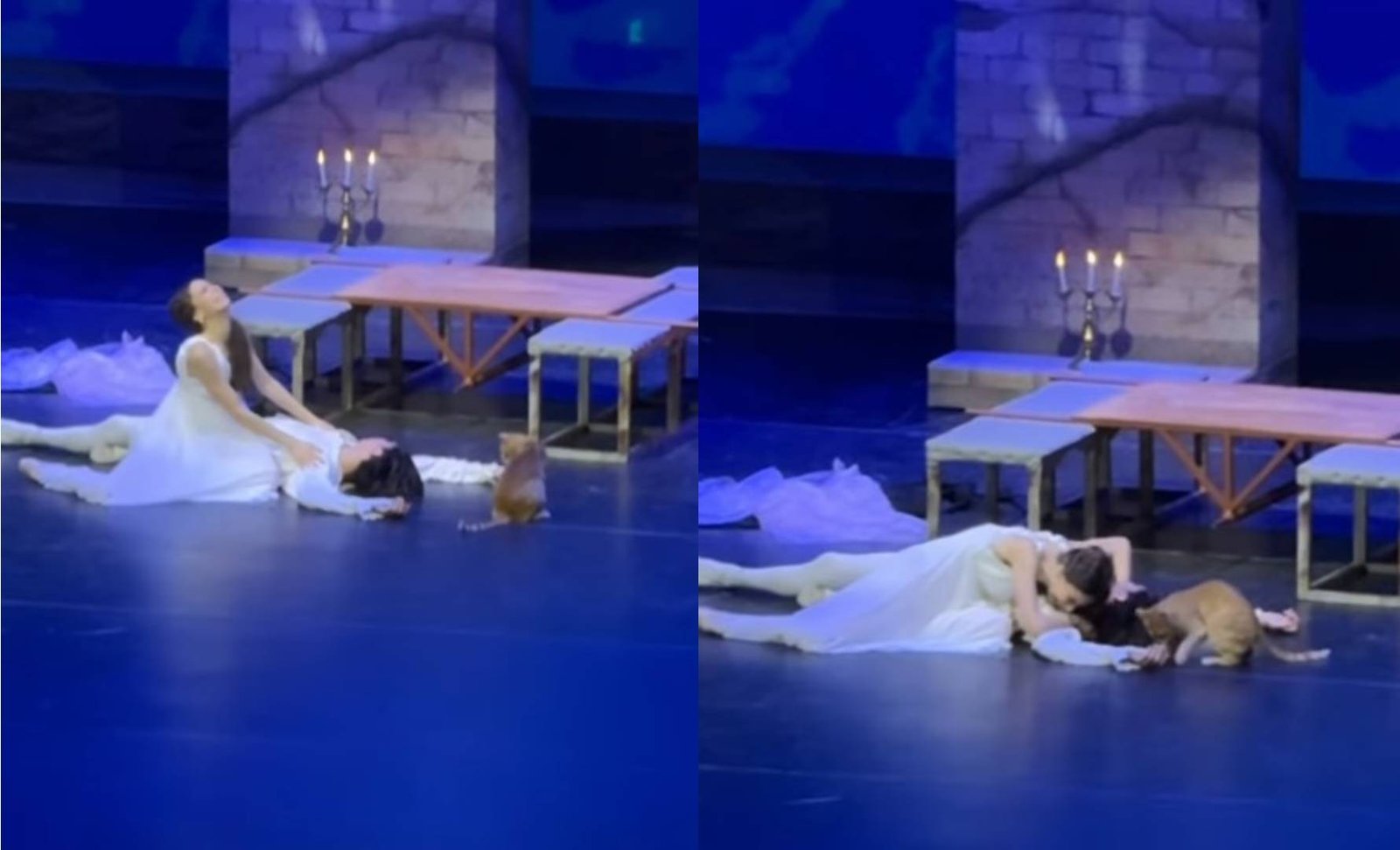 'Achei que era um pássaro', diz bailarino brasileiro surpreendido por gato que invadiu palco na Turquia; VÍDEO