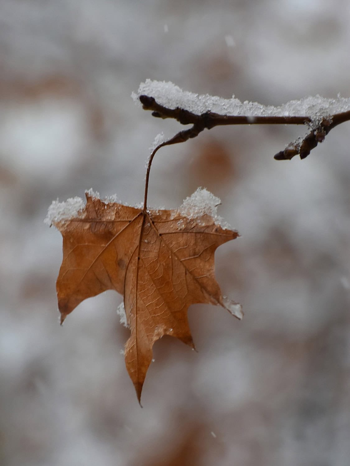 Inverno começa com onda de frio e chance de neve em Santa Catarina