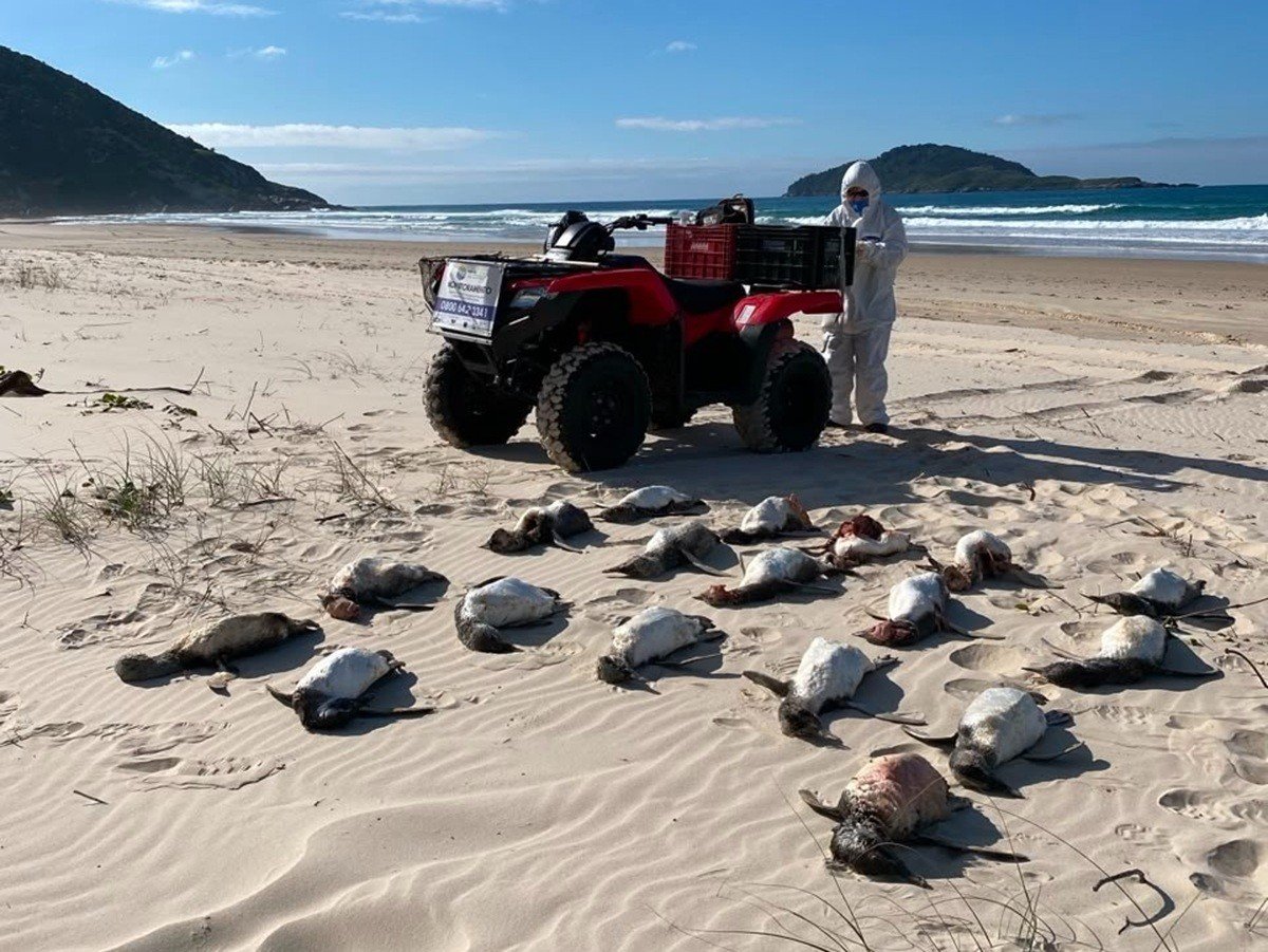 SC registra maior mortandade de pinguins em 11 anos e pesquisadores buscam respostas