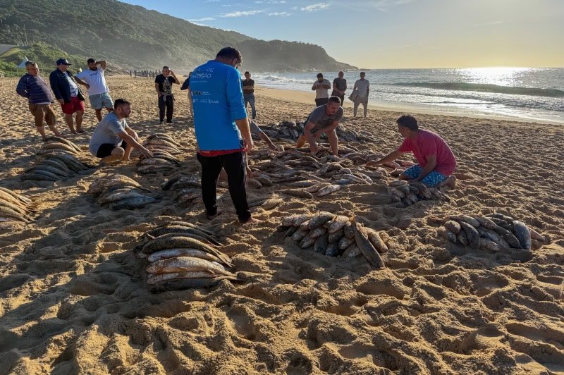 Pesca da tainha é retomada em Balneário Camboriú após ampliação da cota federal - Santa Catarina em Pauta