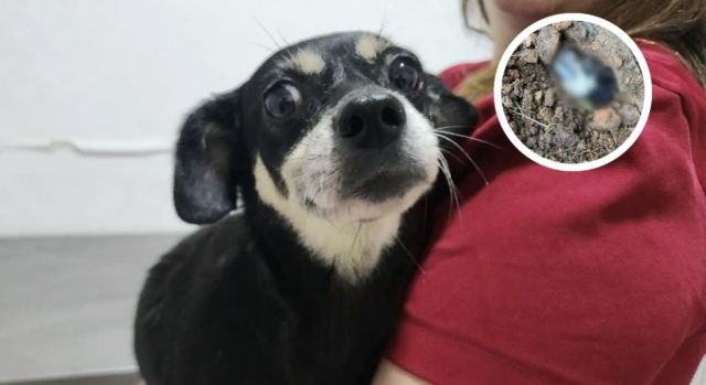 MPSC denuncia mulher por enterrar cadela grávida viva em Joinville