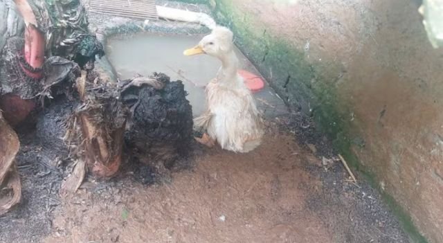 Ibama fecha zoológico clandestino no Oeste de SC, resgata 655 animais e aplica mais de R$ 1,2 milhão em multas