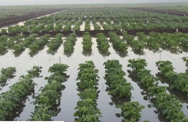 Governo cria grupo para enfrentar impactos do El Niño e avalia reforço ao seguro rural