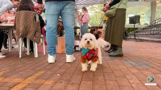 Arraiá do Grupo Amigo Bicho reúne grande público e promove desfile de cães em São Miguel do Oeste