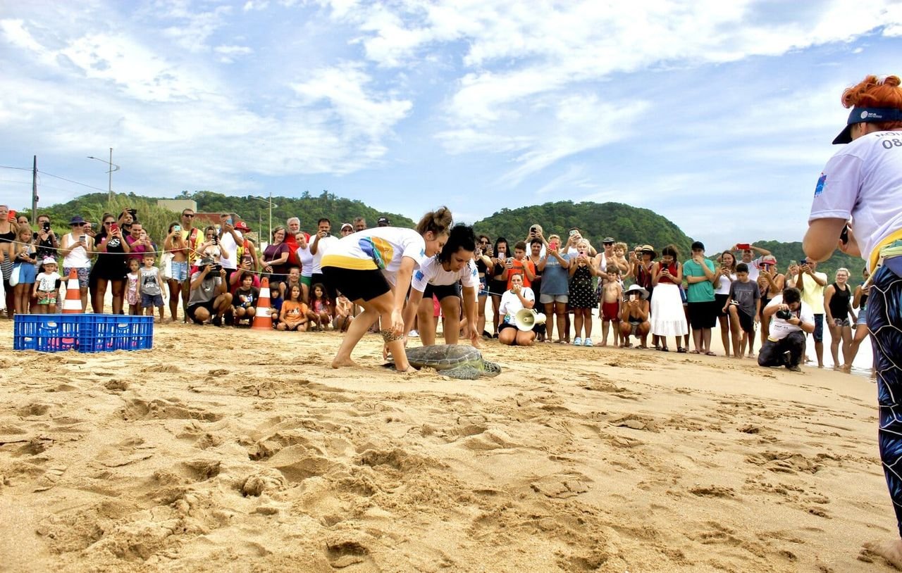 Tartaruga-verde será devolvida ao mar em Balneário Piçarras após seis meses de reabilitação
