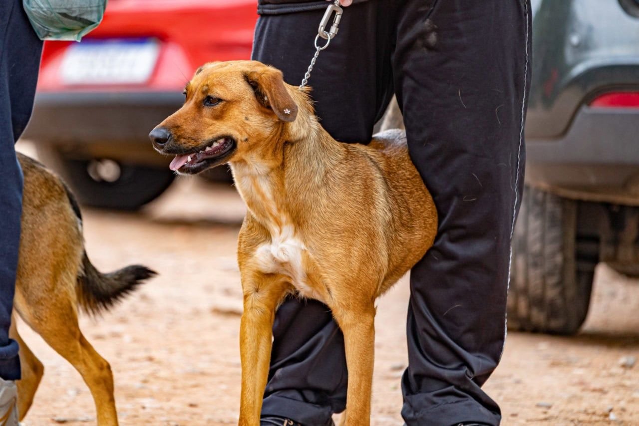 São José promove maior mutirão de castração animal da história entre os dias 24 e 26 de julho
