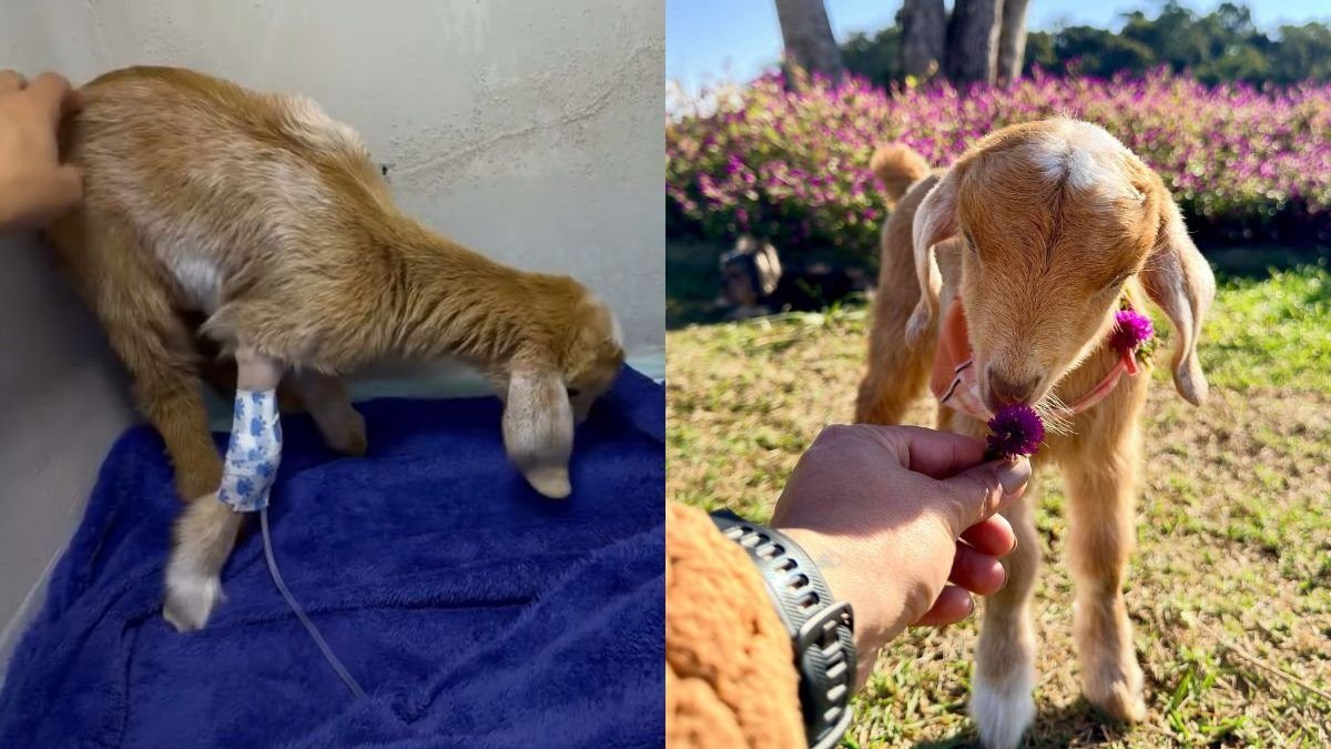 Cabrinha que viralizou nas redes aparece pela primeira vez desde que foi internada às pressas em SC: ‘Continuem orando por ela’