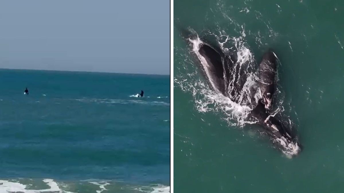 Baleia e filhote são perseguidos por motos aquáticas em praia de Florianópolis e autoridades buscam suspeitos