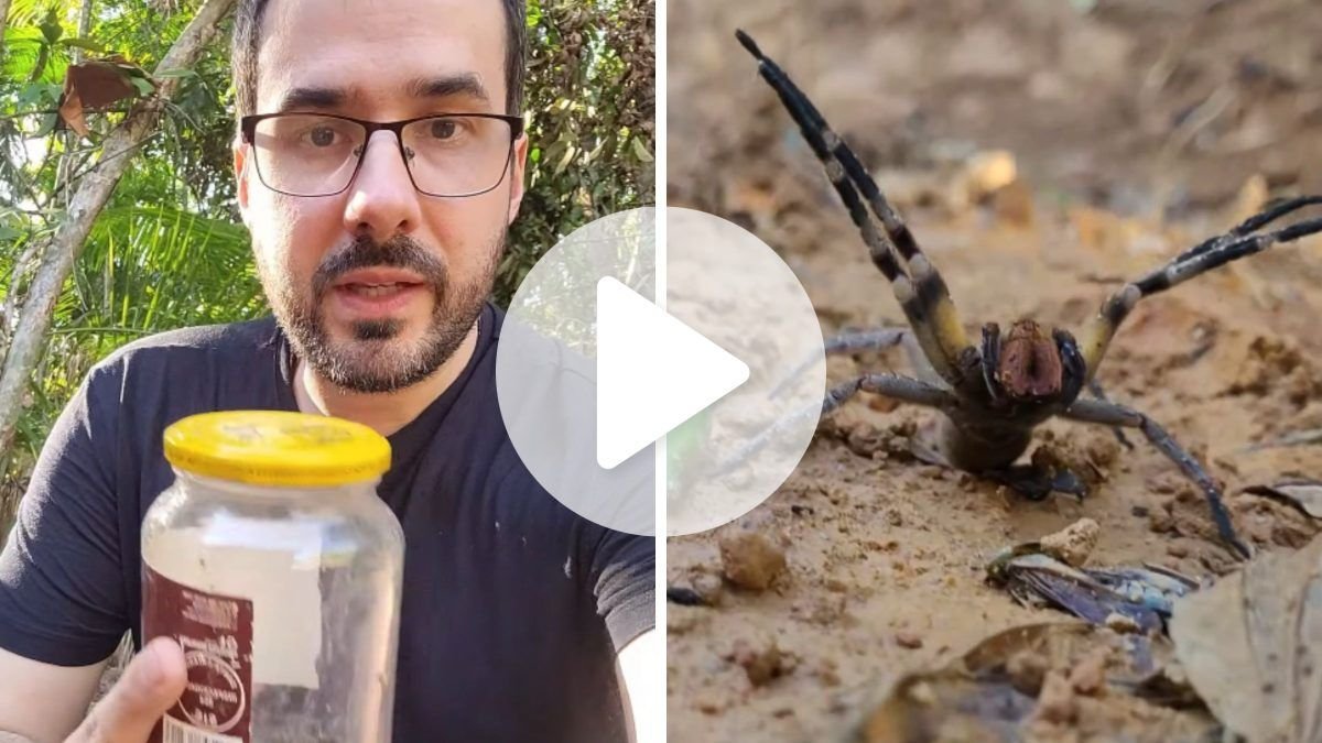 Aranha mais perigosa do Brasil é encontrada dentro de casa em SC e biólogo faz alerta: ‘Pode ter na sua também’