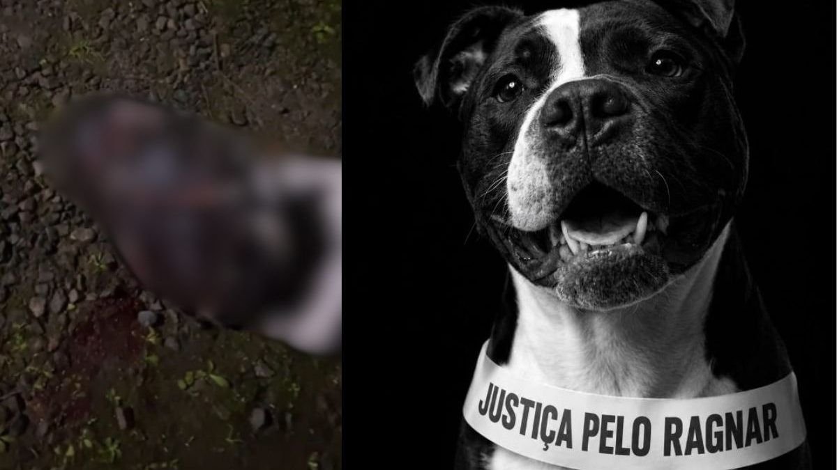 Imagens brutais mostram pitbull de focinheira sendo morto a pauladas e machadadas por dois homens em Blumenau