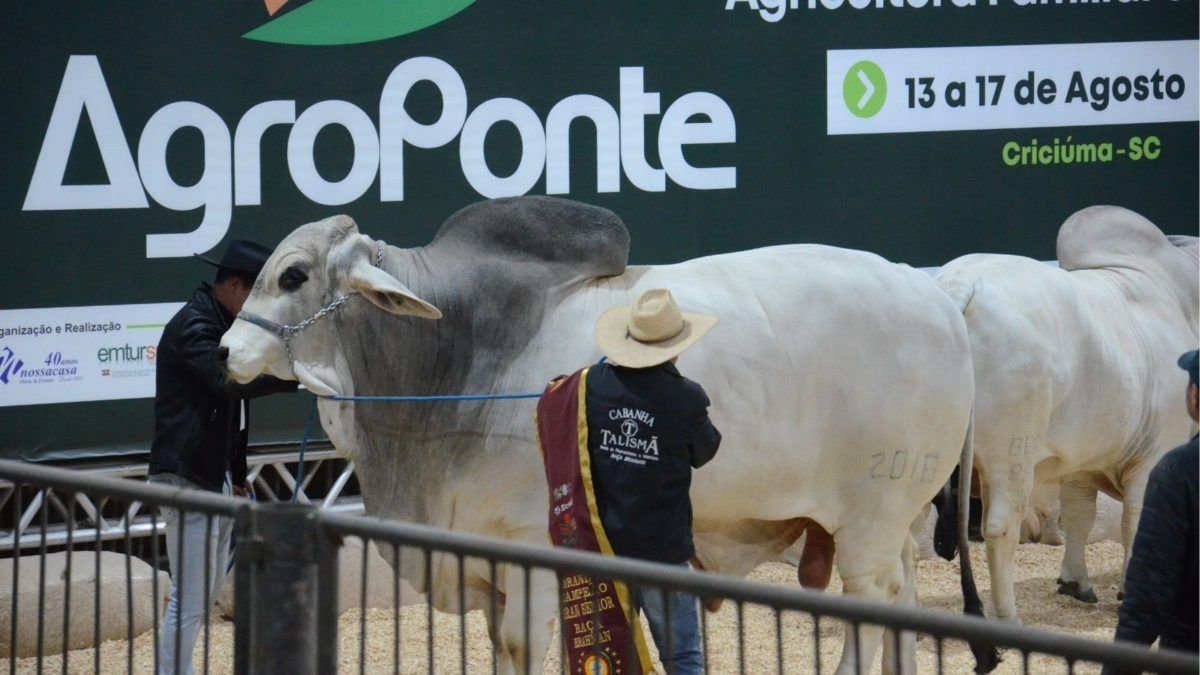 Com 1,4 tonelada, touro mais pesado da América Latina participa de julgamento em feira do agro de SC