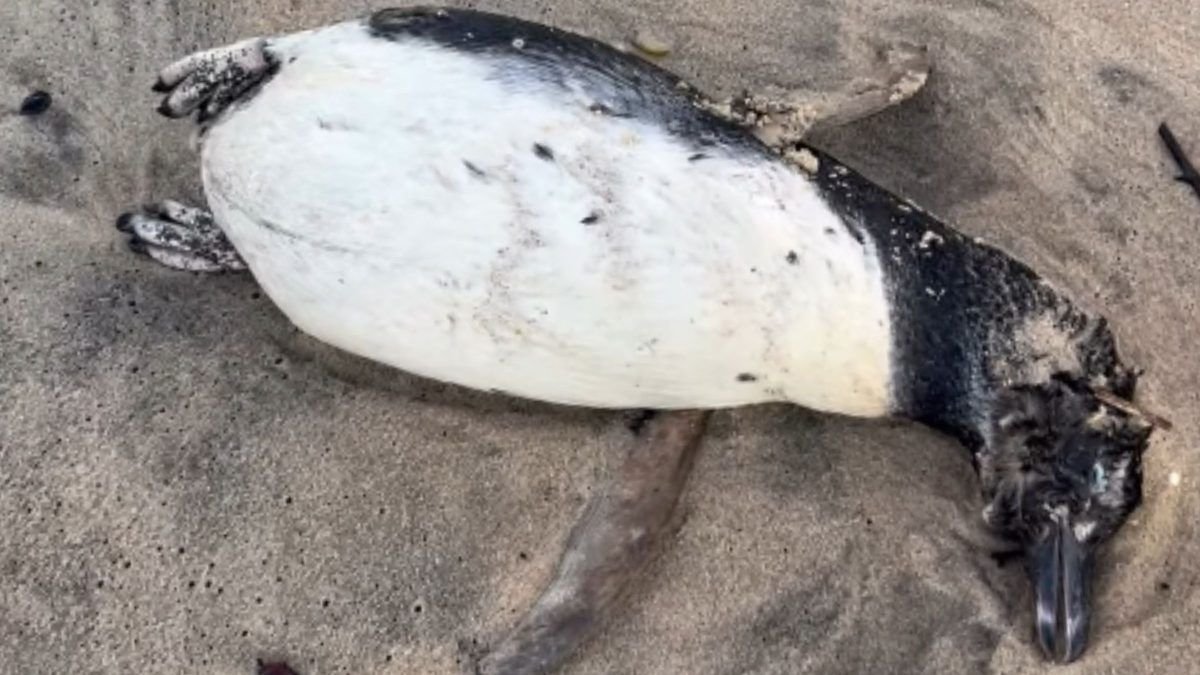 Ave do mar é encontrada morta na areia em praia de SC; número de mortes chama atenção