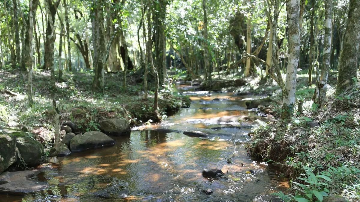 Lo qué puede perder Misiones si se aprueba la ley de extranjerización de tierras