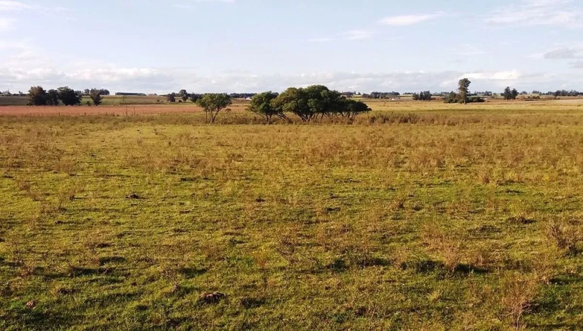 Advierten un retroceso importante en lo ambiental si la reforma de la Ley de Tierras avanza