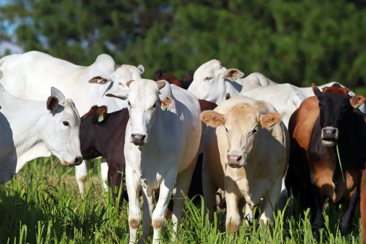 Casos de raiva bovina acendem alerta em Santa Catarina e reforçam importância da vacinação do rebanho