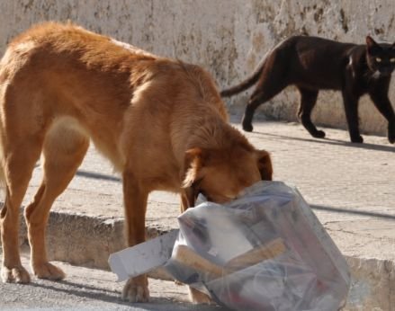 STF decide que municípios são responsáveis por acolher cães e gatos abandonados