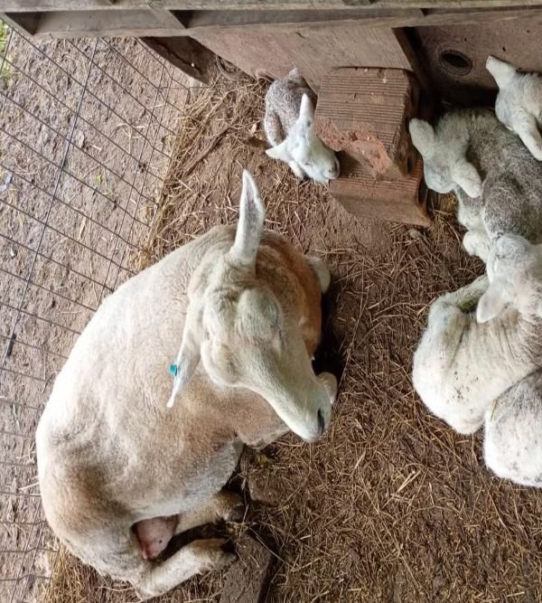 Ovelha dá à luz cinco cordeiros no RS e impressiona por terceira gestação consecutiva com partos múltiplos