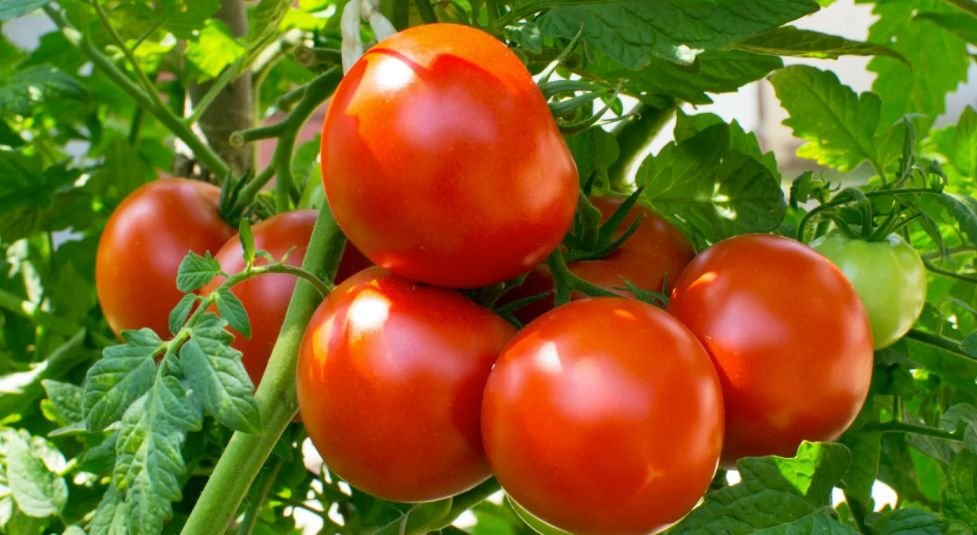 Preço do tomate cai quase 16% em junho e lidera redução entre hortaliças, aponta Conab