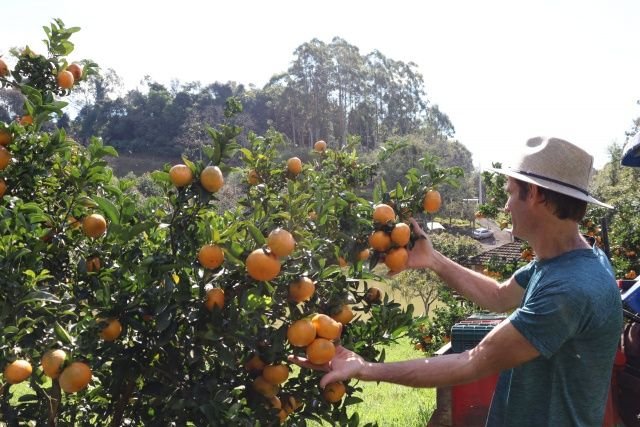 Agricultor de Maravilha celebra orgulho em contribuir com a merenda escolar