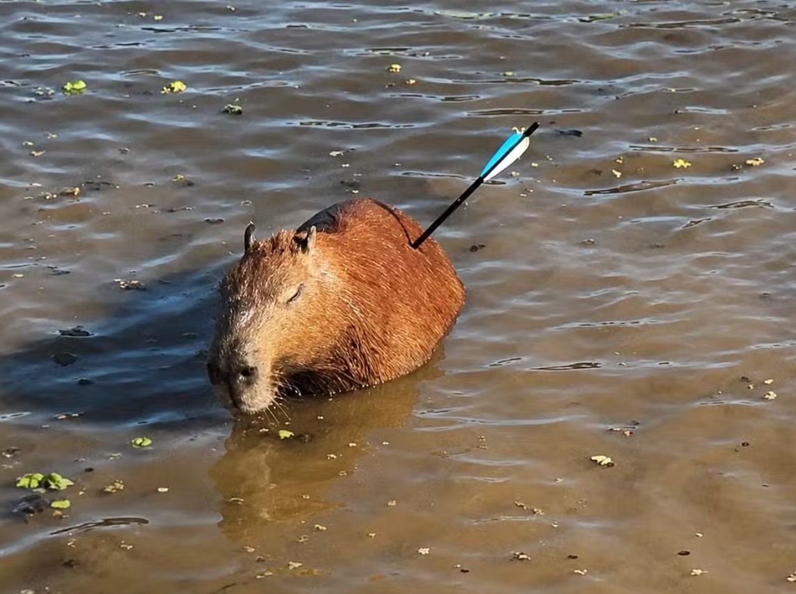 Capivara é resgatada com flecha cravada no corpo em represa
