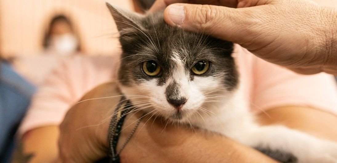 São José realiza mutirão gratuito de castração de cães e gatos