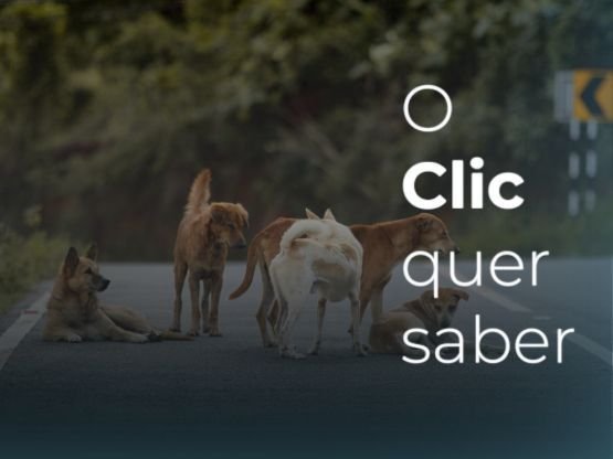 Debate sobre responsabilidade pelos cães de rua ganha destaque em cidades do Oeste de SC