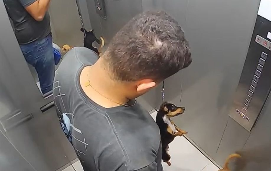 Polícia Civil investiga supostos maus-tratos contra cadela em Blumenau