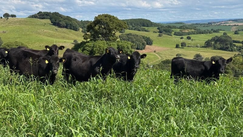 Mercado de Terneiros em Santa Catarina Registra Alta de 19% no Primeiro Semestre de 2026