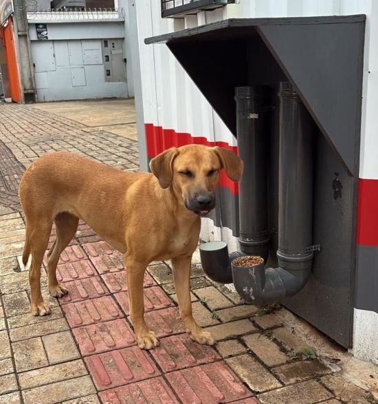 Dia de Adoção de Animais será realizado na TechCon em Chapecó