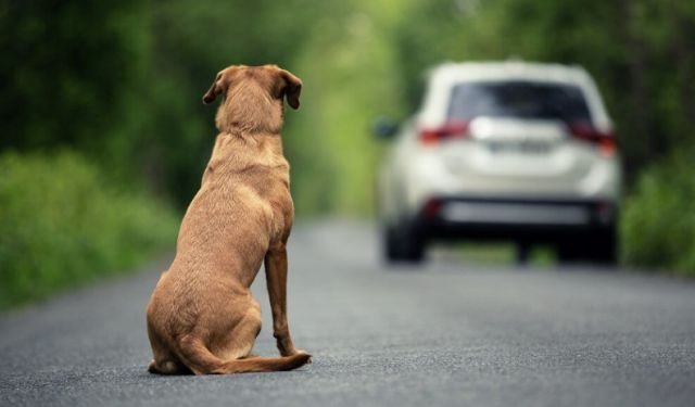 Câmara aprova suspensão da CNH para motoristas que abandonarem animais