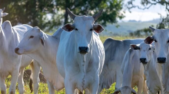Raiva bovina causa mais de 20 mortes de animais em Santa Catarina