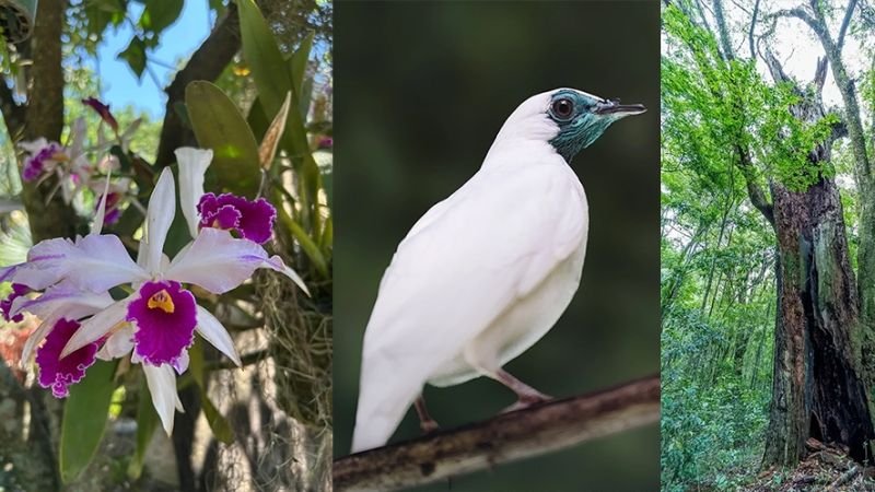 Créditos de biodiversidade se tornam ativos financeiros em Santa Catarina