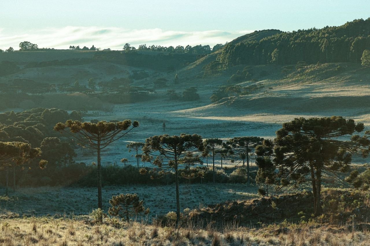 Frio se intensifica em Santa Catarina com mínimas próximas de 0°C