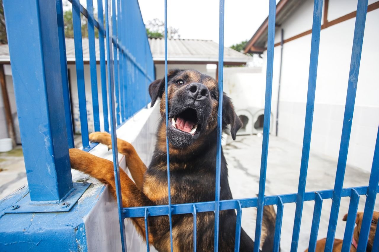 Dibea realiza feira de adoção de cães com leishmaniose em Florianópolis