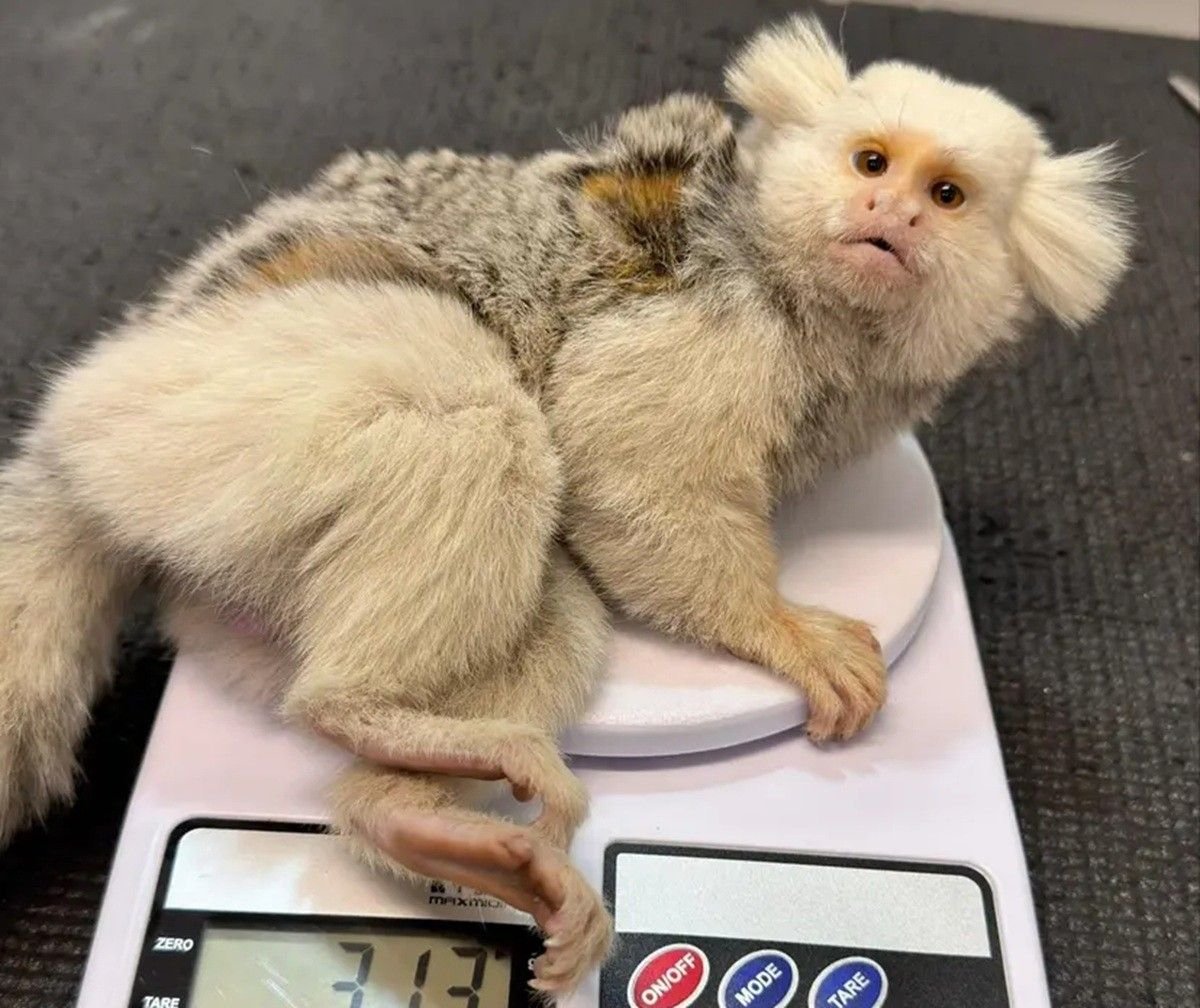 Sagui raro é resgatado após atropelamento em Santa Catarina