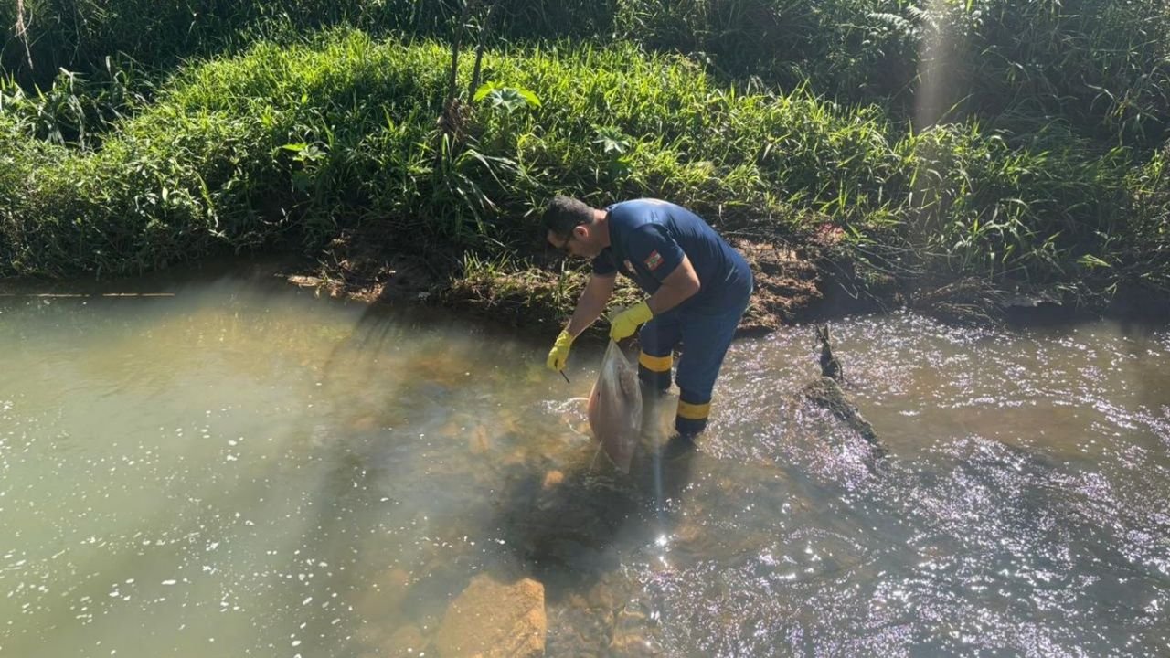 Denúncia revela descarte irregular de carne em rio de Santa Catarina