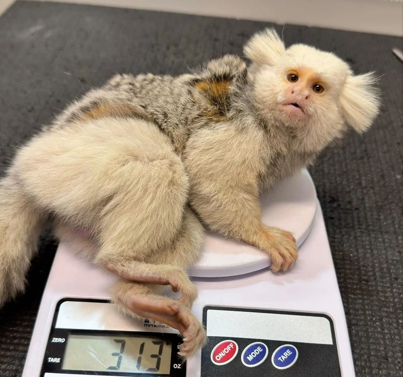 Sagui leucístico é resgatado após possível atropelamento em Jaraguá do Sul