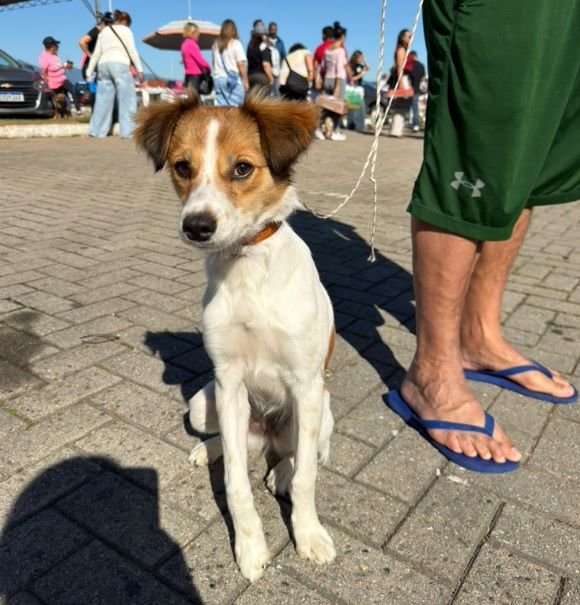 São José realiza mutirão de castração gratuita de cães e gatos com 300 vagas