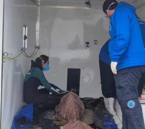 Baleia rara é resgatada em Balneário Gaivota e transportada para Florianópolis
