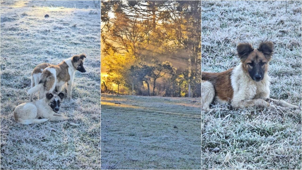 Cães brincam em amanhecer congelante na Serra de SC