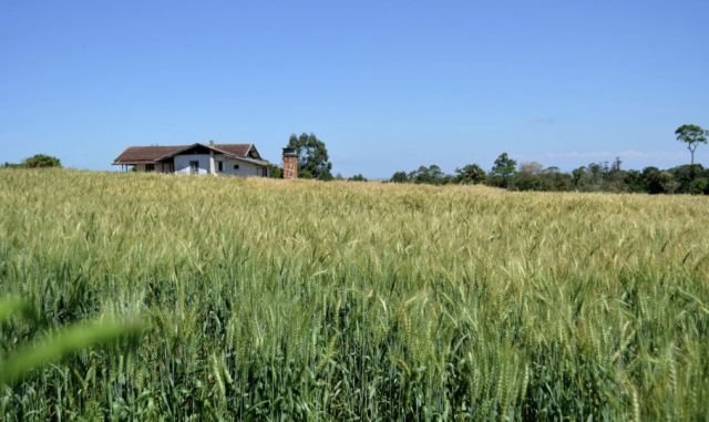 Produção agrícola movimenta mais de R$ 5 bilhões no Oeste de SC em 2025