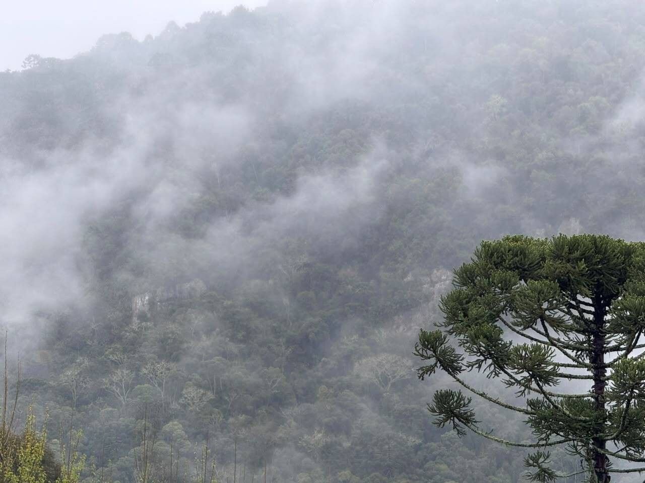 Nevoeiro dificulta buscas por helicóptero desaparecido em Santa Catarina