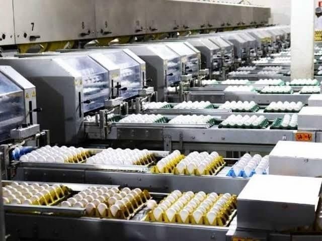 Produção de ovos no Brasil cresce 5% e deve chegar a 56 bilhões em 2026