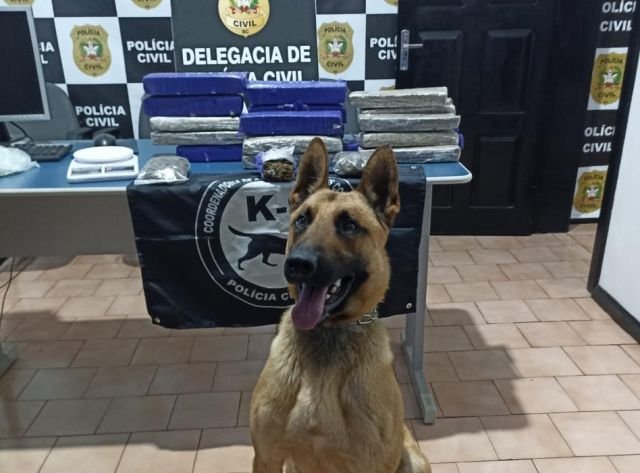 Polícia Civil apreende 10,7 kg de maconha e prende suspeito em Caibi