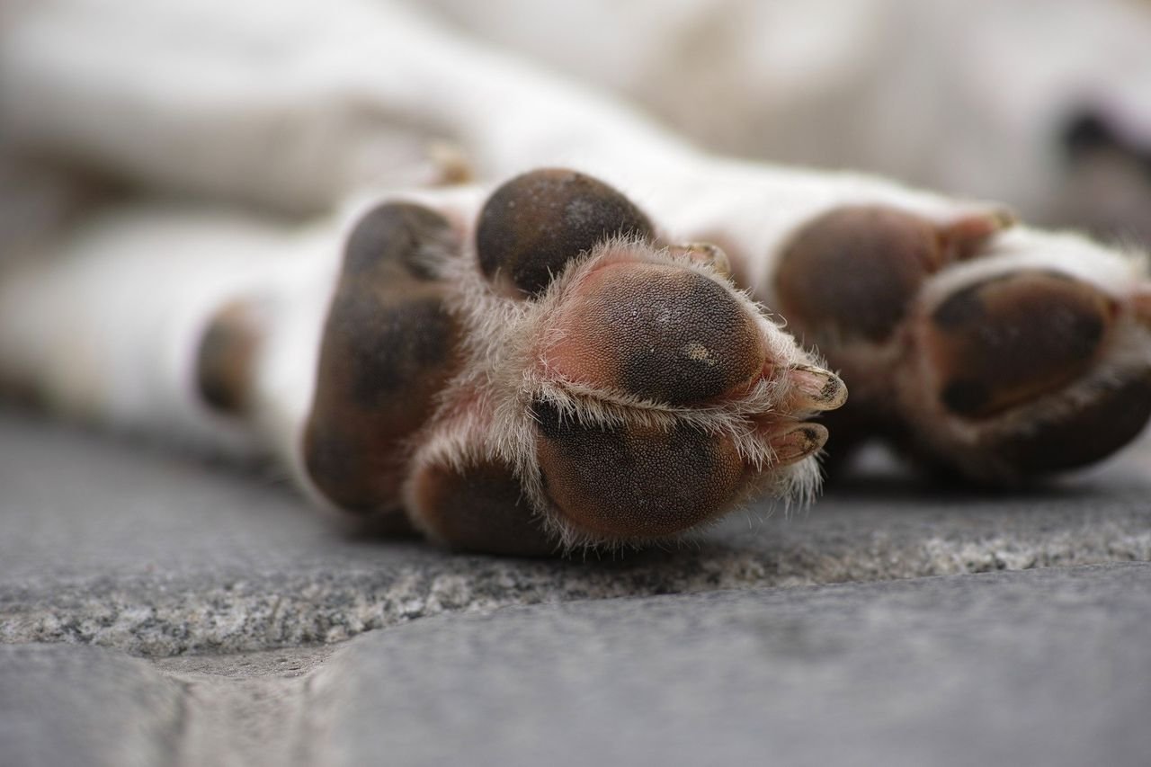 Mulher é condenada a 4 anos por pagar R$ 100 para matar cachorro da filha em SC